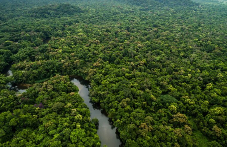 Reino Unido anuncia mais R$ 215 milhões para o Fundo Amazônia