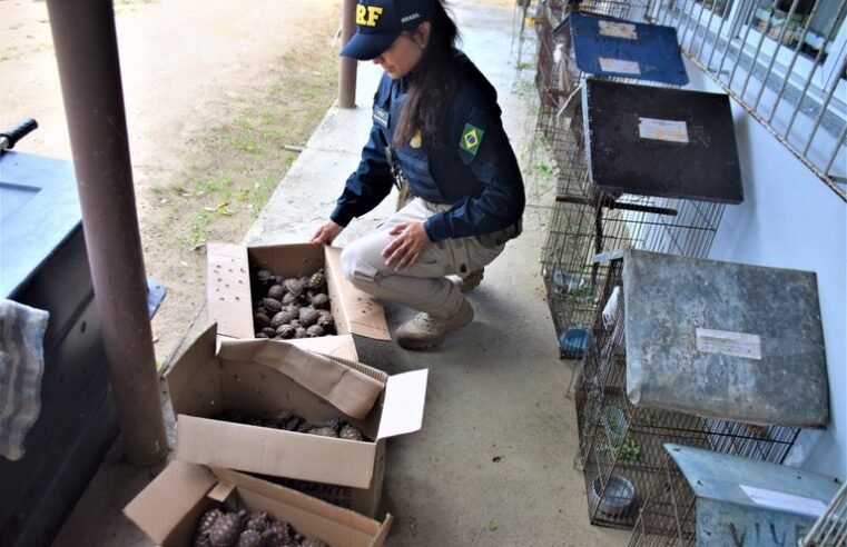 PRF na Bahia registra maior ocorrência de resgate de animais silvestres esse ano no país; cerca de 2 mil pássaros e jabutis em condições precárias